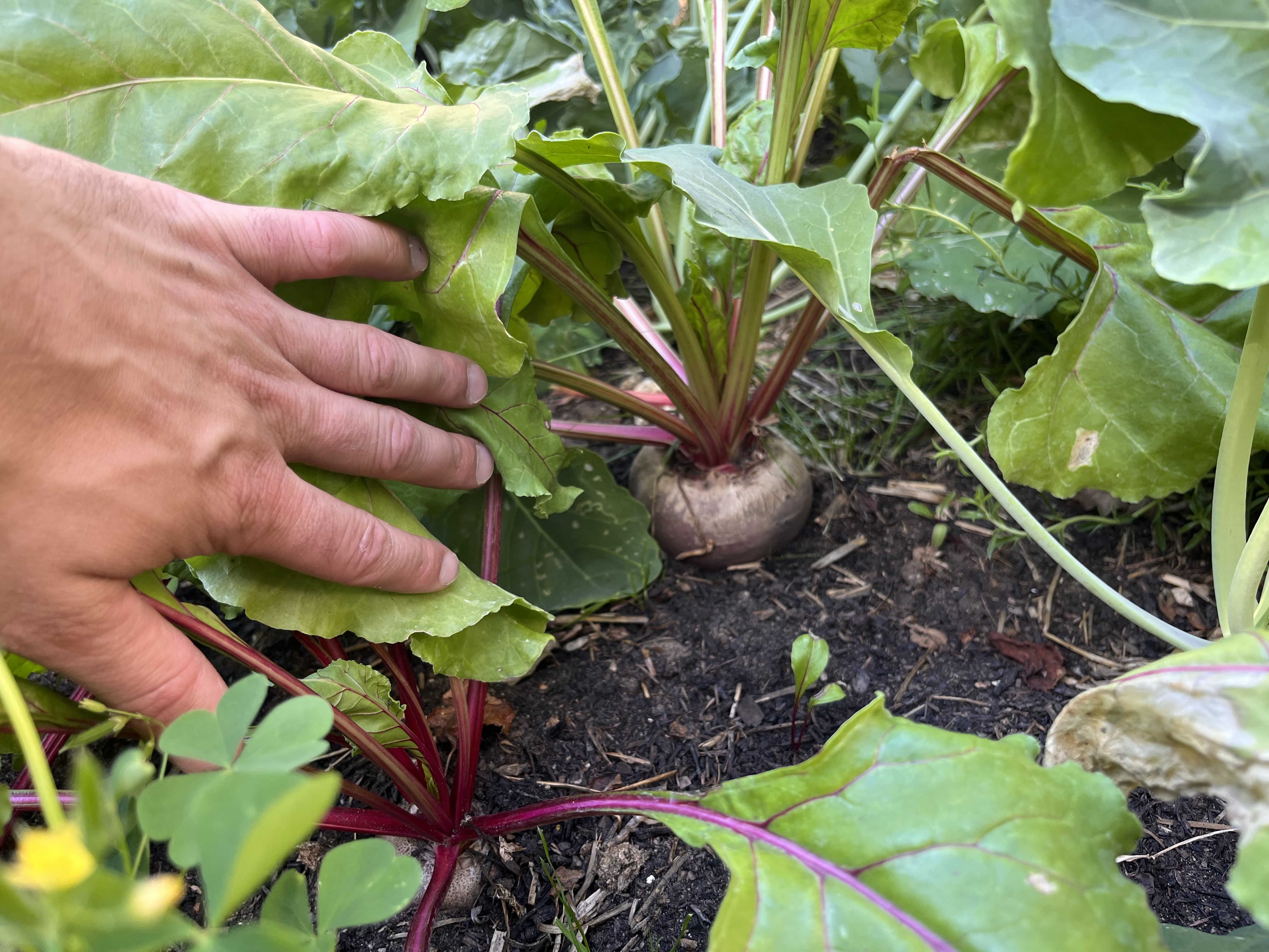 Hand erntet Rote Bete aus dem Gemüsebeet - echter Garten, echte Daten für GartenTracker